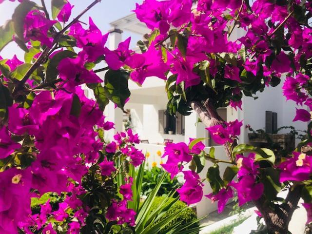 La Bastide Apartment Skyros Ngoại thất bức ảnh